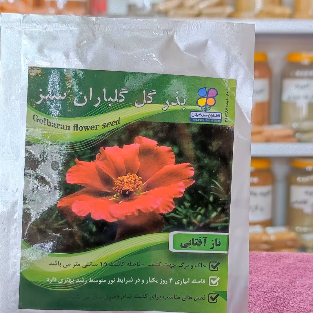 بذر گل ناز آفتابی اصلاح شده گیلان