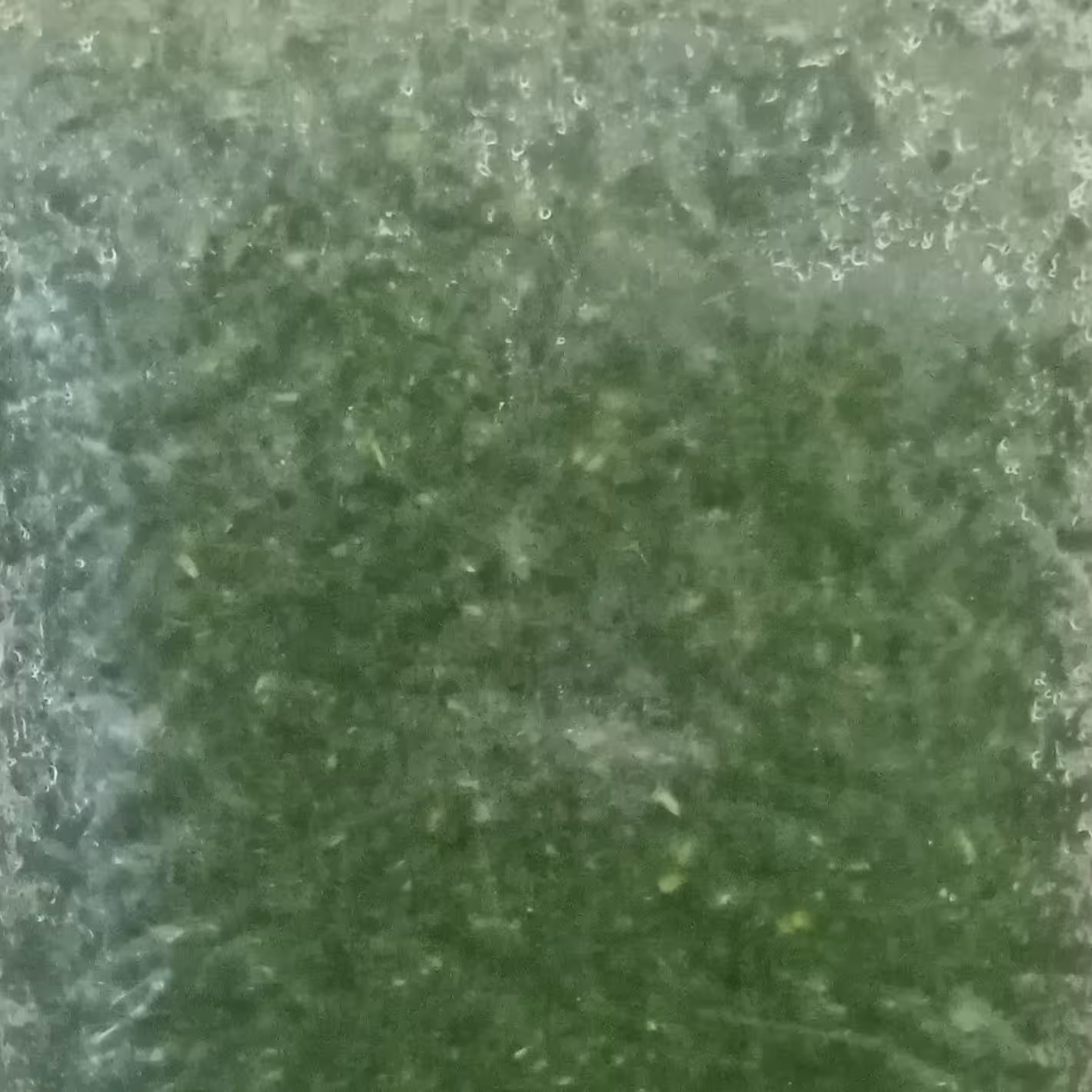 سبزی قلیه ماهی 