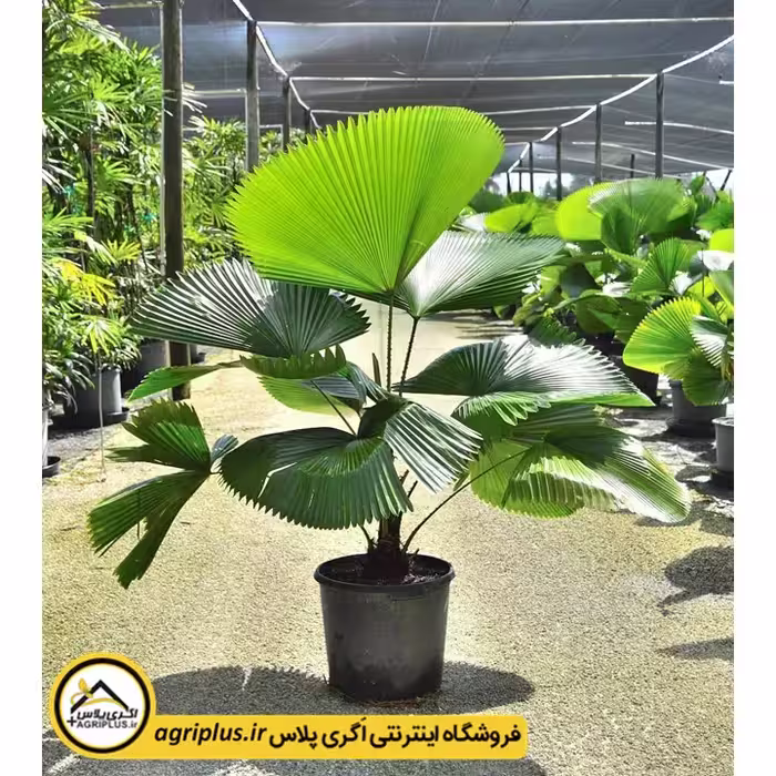بذر نخل لیکوآلا گراندیس (Licuala grandis) هلندی