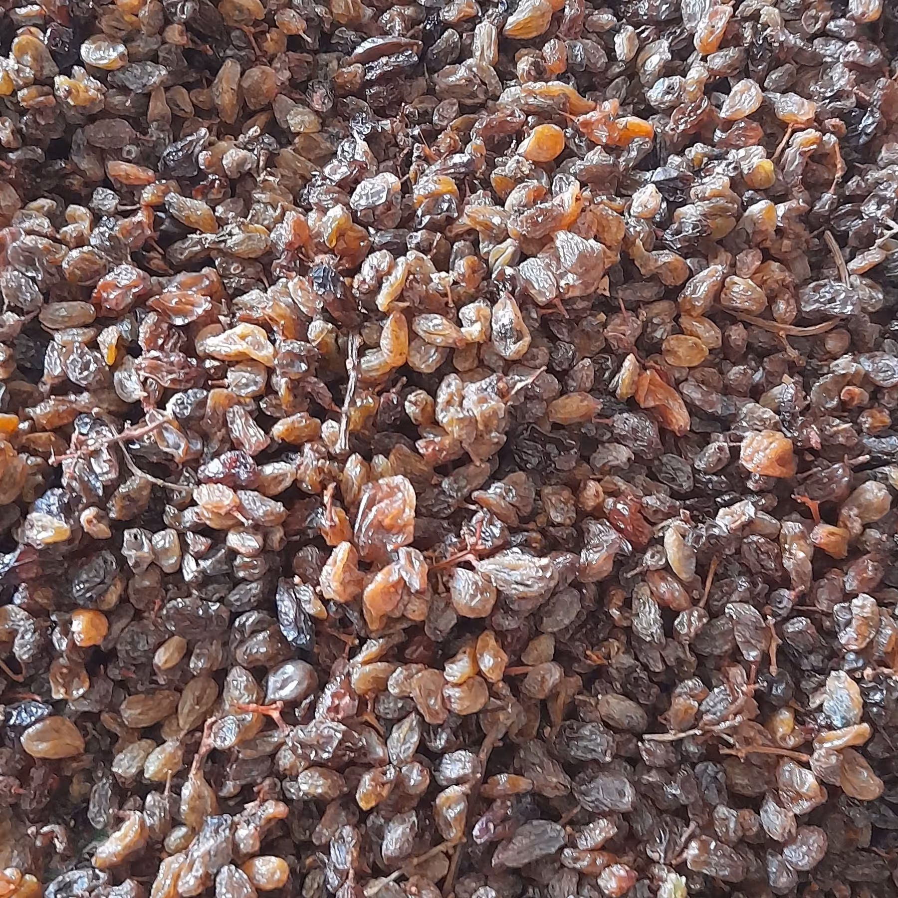 کشمش شیرین آفتاب خشک کاملا طبیعی دم کشمشها گرفته خواهد شد محصوب باغ خودمان میباشد