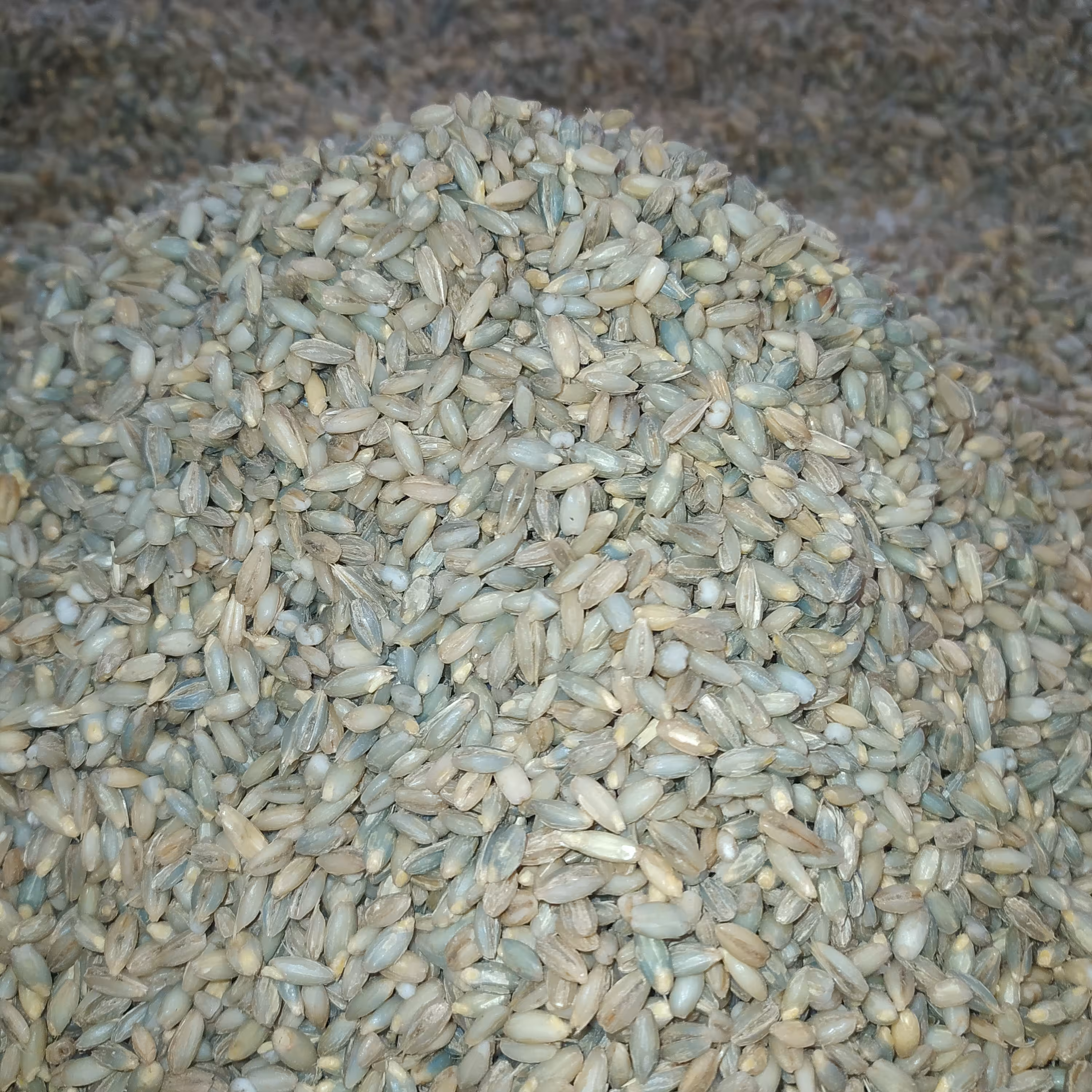 جو ترش ( جو کشت دوم ، با ارزش غذایی شبیه جو دوسر) در بسته بندی 1000 گرمی