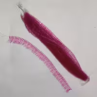 مژه مصنوعی صورتی ابریشمی سایز 14 فر d مژه رنگی صورتی مژه ریسه ای رنگی مژه ریلی صورتی مژه صورتی مژه کاشت هیدن رنگی مجه