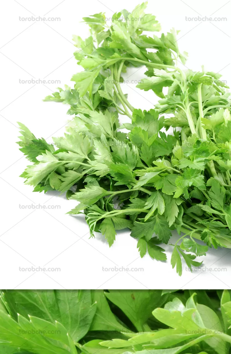 عکس با کیفیت سبزی جعفری | گرافیک با طعم تربچه