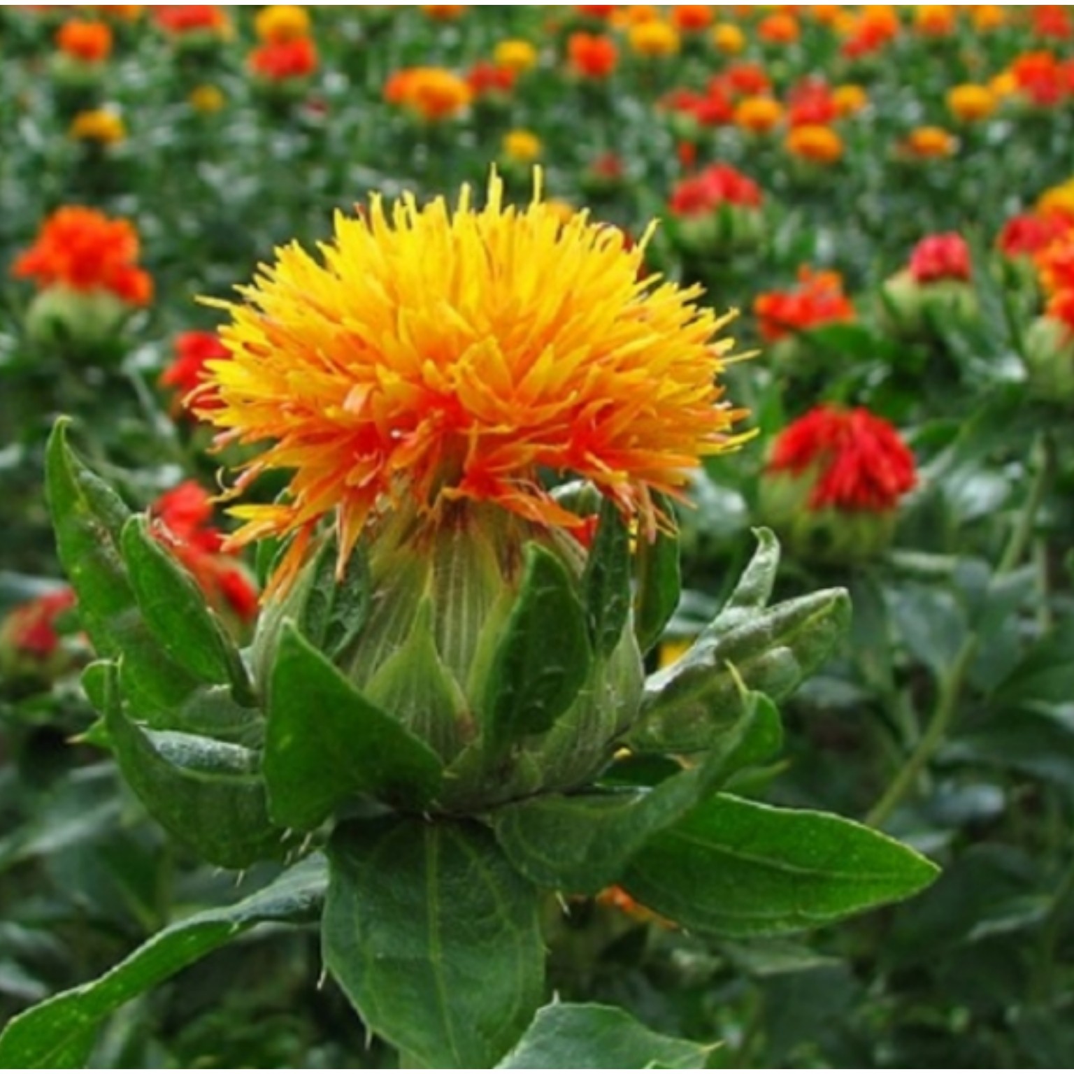روغن گلرنگ 30 سی سی