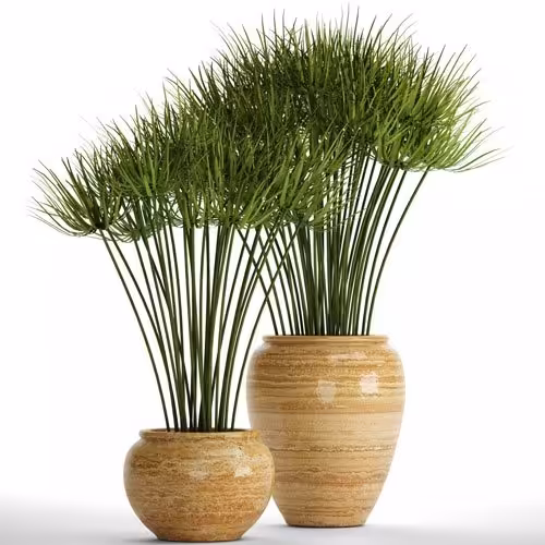 بذر نخل مرداب (بسته 50 عددی)