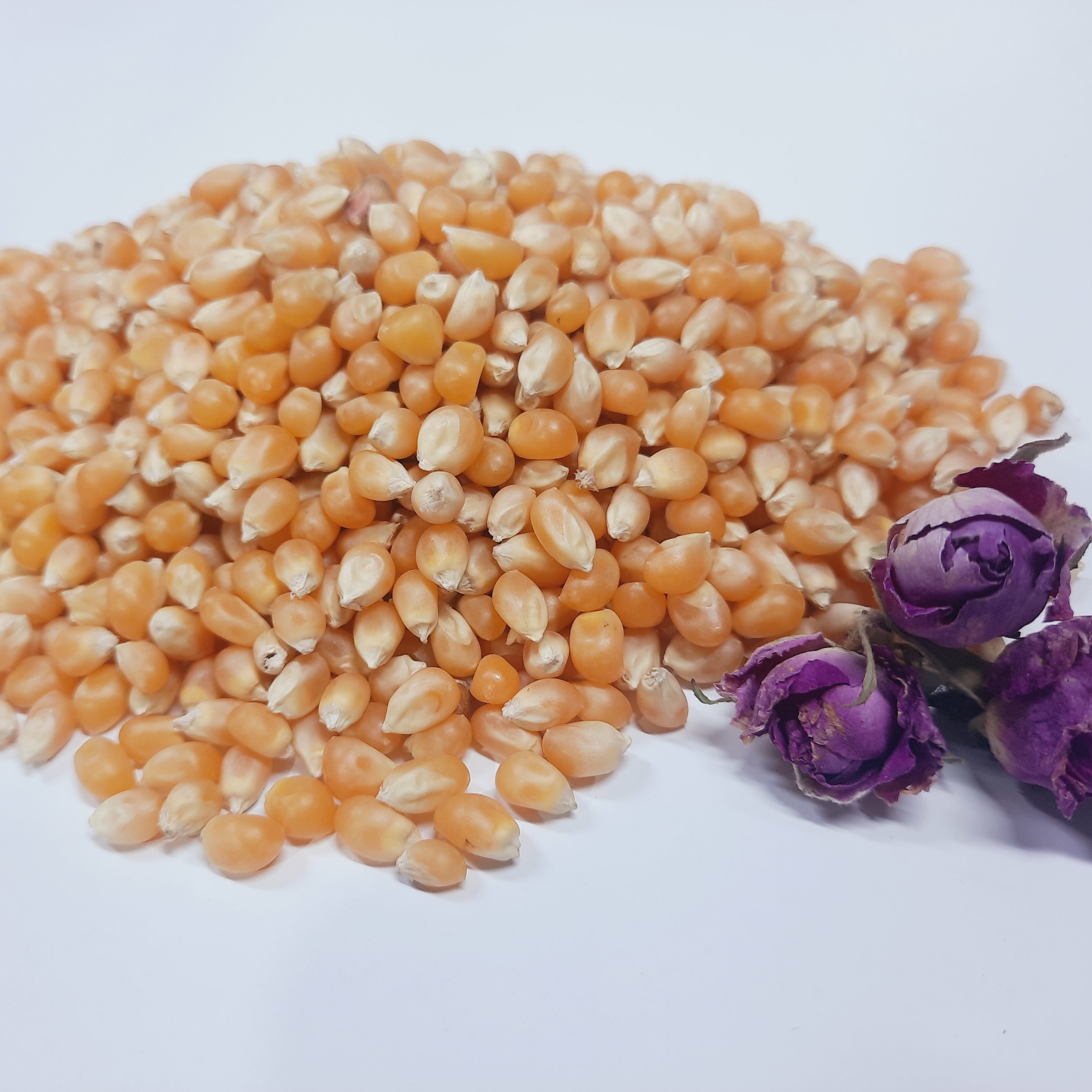 ذرت امریکایی