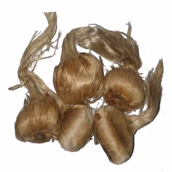 پیاز زعفران کشت گلخانه‌ای بسته 10عددی 