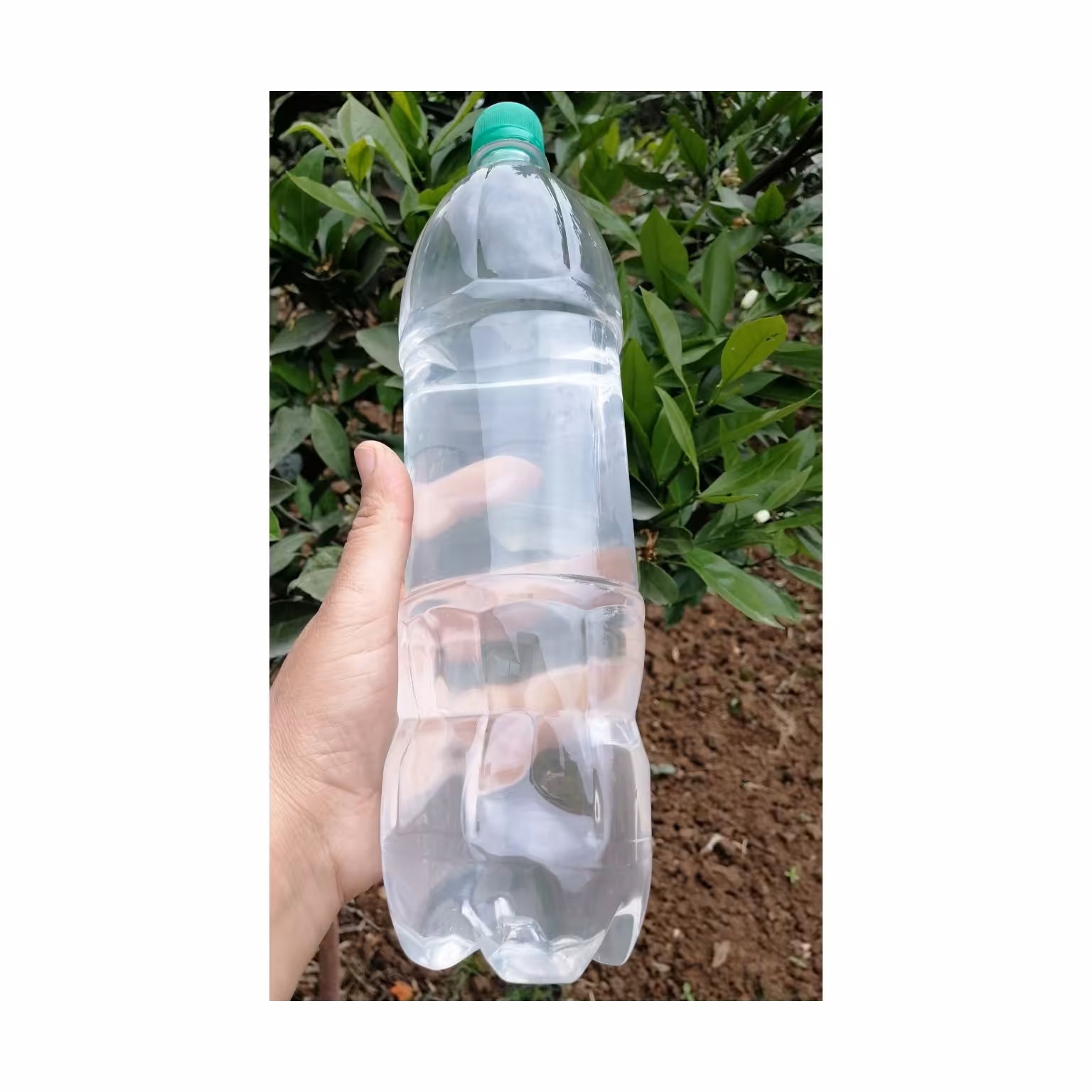 عرق بهار نارنج خالص شمال در وزن 1000لیتری تهیه شده از شکوفه های نارنج به روش سنتی