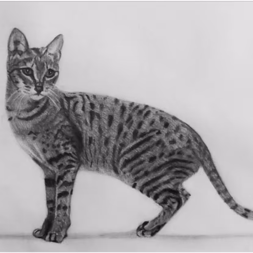 نقاشی از گربه با انواع مداد گرافیت و انواع خاکستری روی کاغذ در اندازه A5