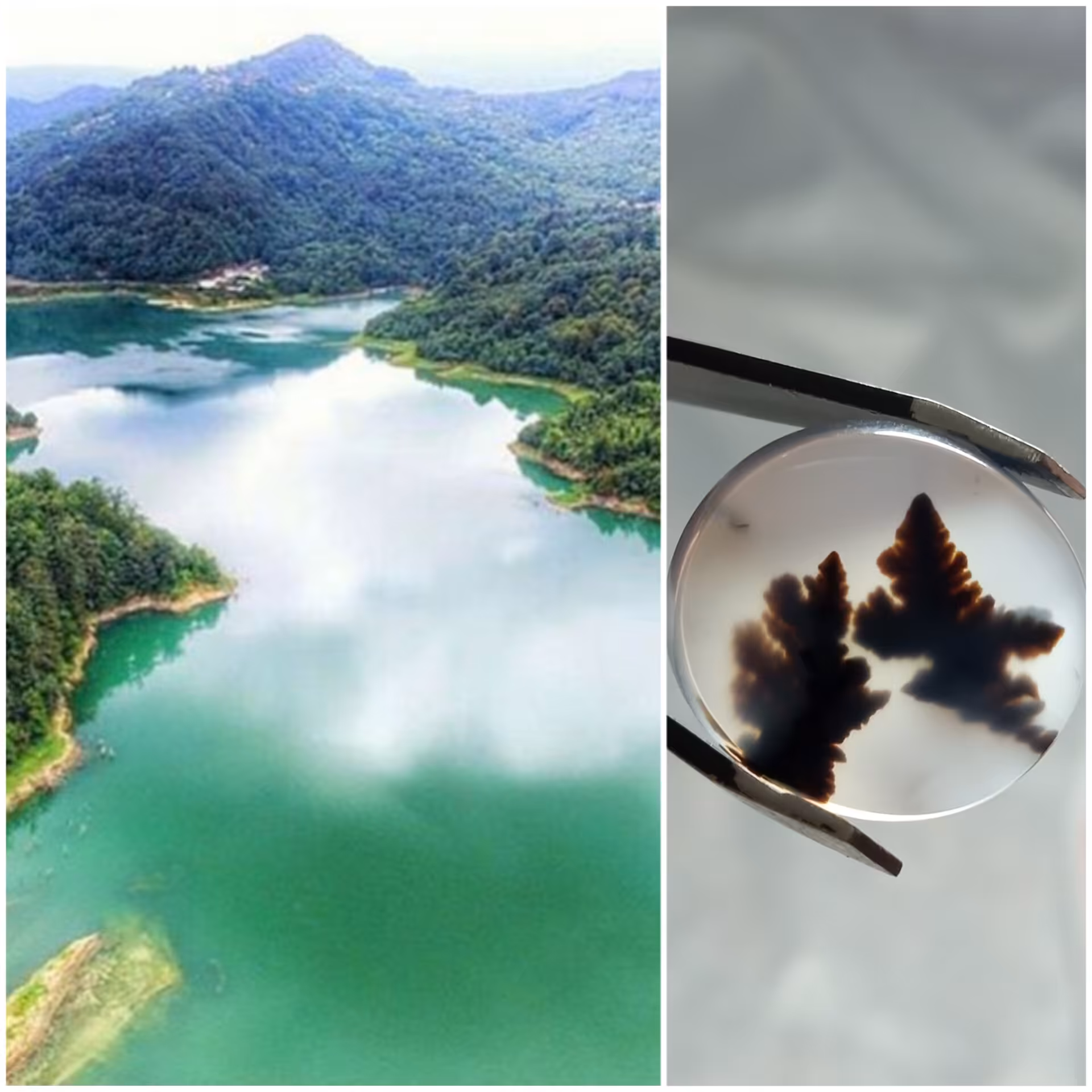 نگین اصل شجر قائن منظره رودخانه وسط جنگل بسیار زیبا