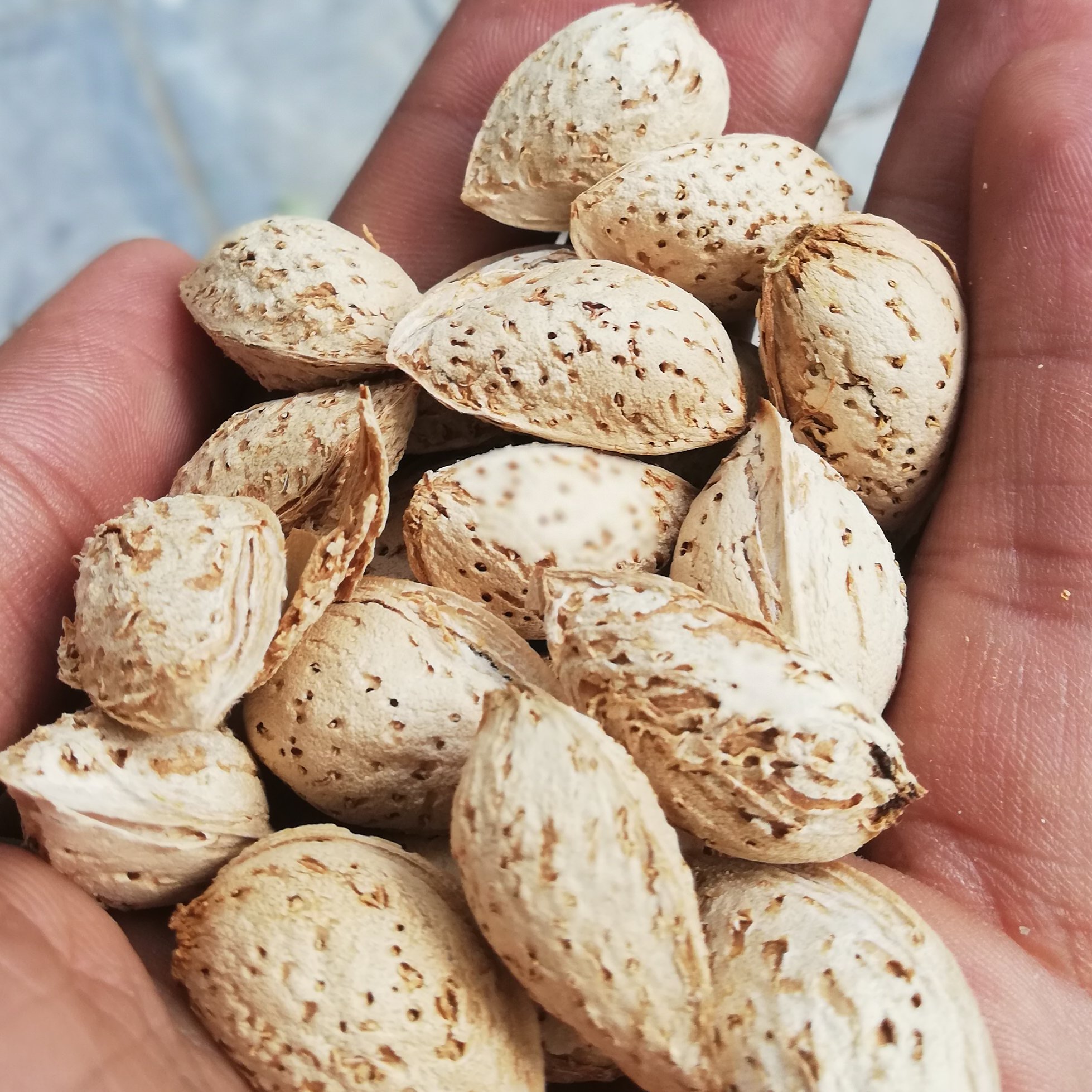 بادام پوست کاغذی تازه