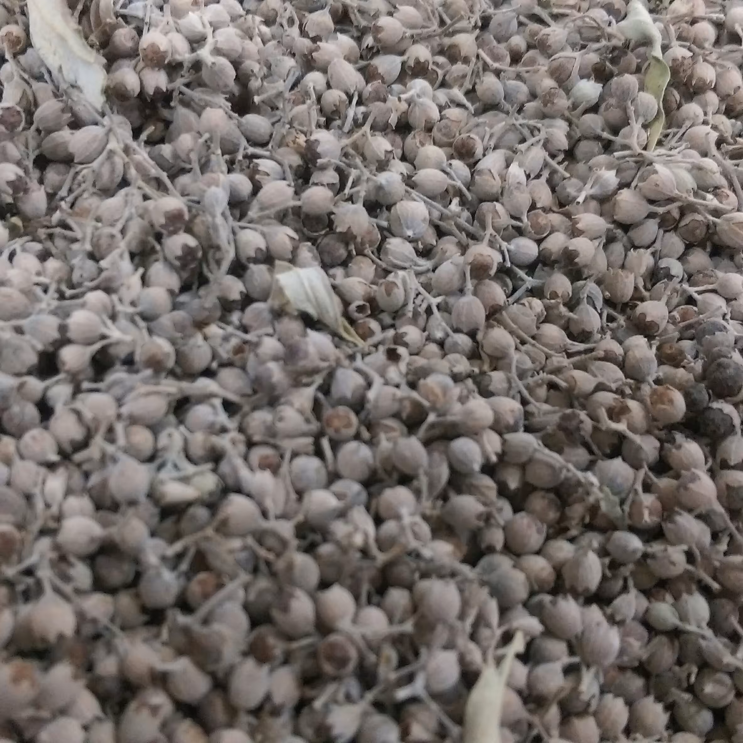 گیاه پنج انگشت وحشی کوردستان خشک یا فلفل راهب(300گرمی)