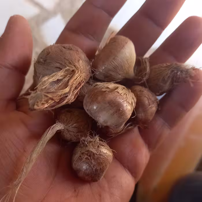 پیاز زعفران خراسان کیلو کشت خانگی یا آزمایشی مخصوص مناطق سرد معتدل نیمه گرمسیری