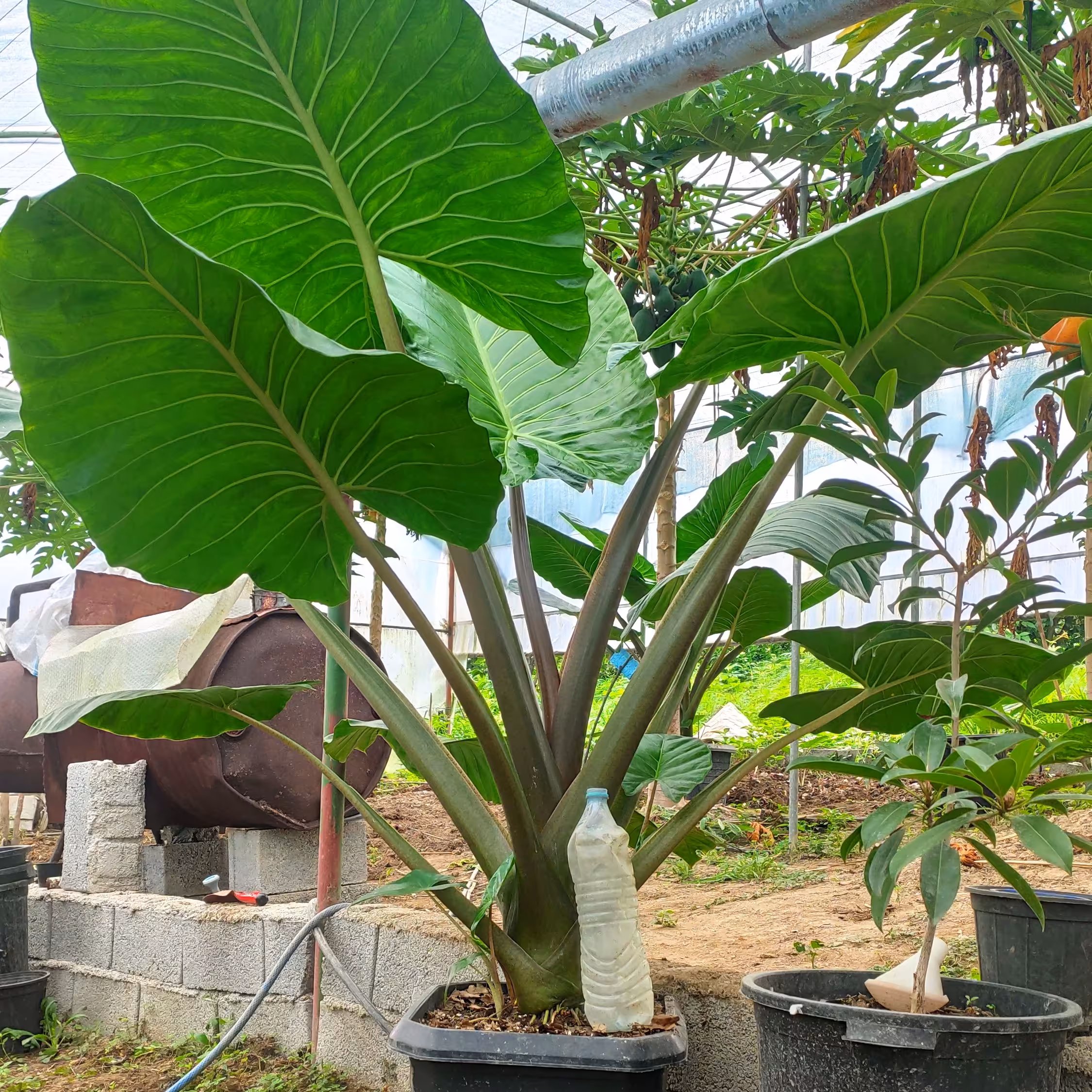 گیاه طبیعی باباآدم تنه قرمز  سالم و پاجوش دار180 سانت