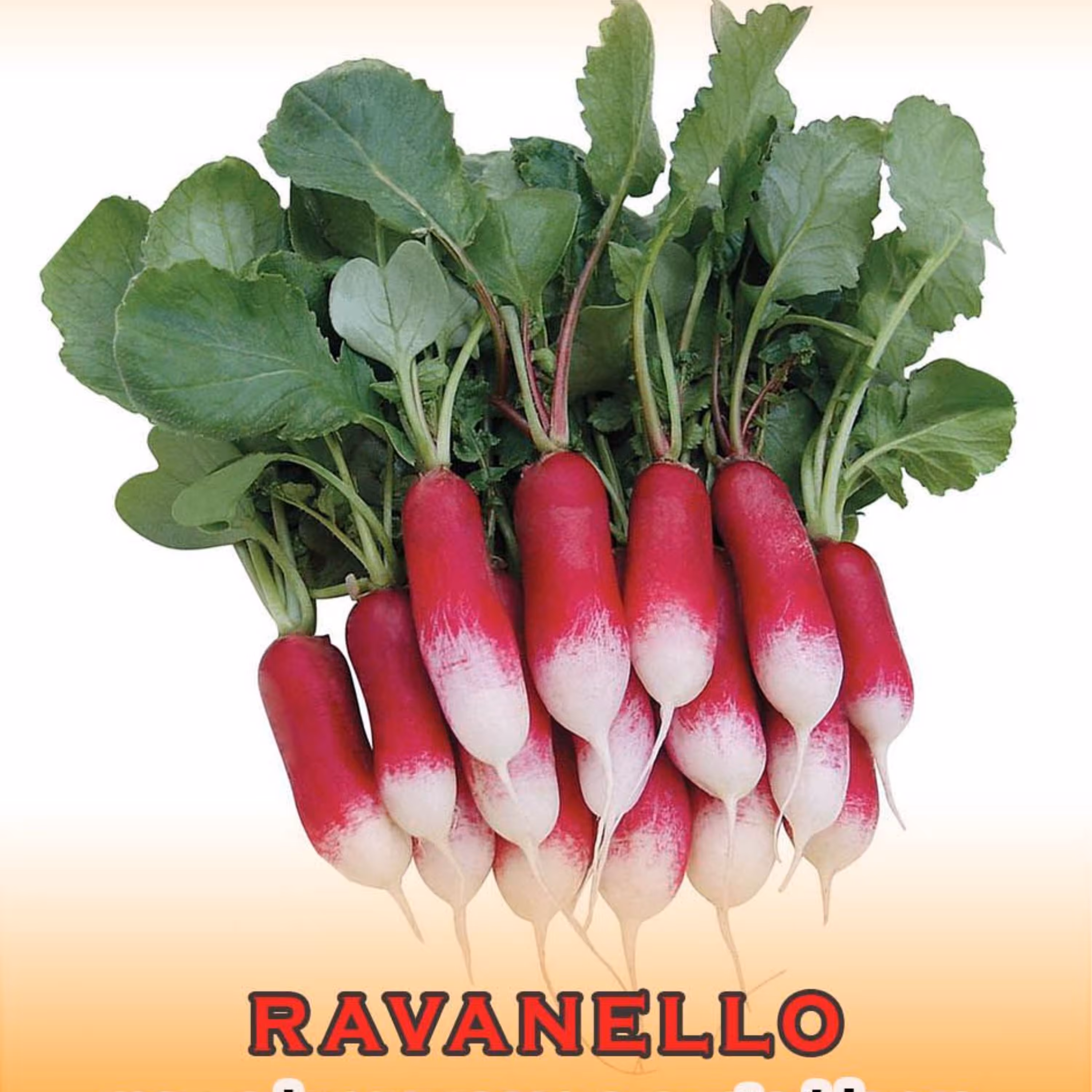 بذر تربچه دو رنگ کشیده پاکت اورجینال ایتالیایی 10 گرمی