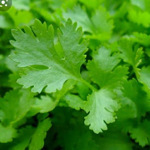 سبزی جعفری محلی (500گرمی)