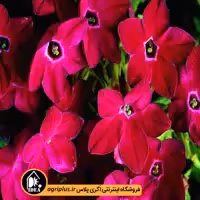 بذر توتون زینتی Saratoga مولر