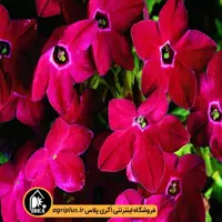 بذر توتون زینتی Saratoga مولر