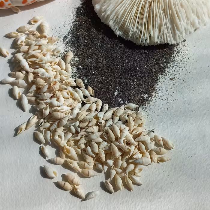 صدف ریز  گندمی 