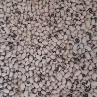 لوبیا چشم بلبلی