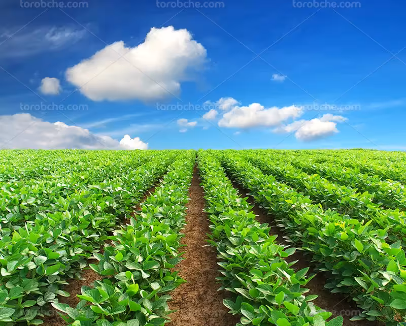 عکس مزرعه کشاورزی | گرافیک با طعم تربچه