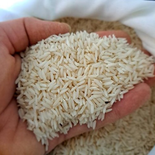 برنج  شیرودی  نیم کیلویی