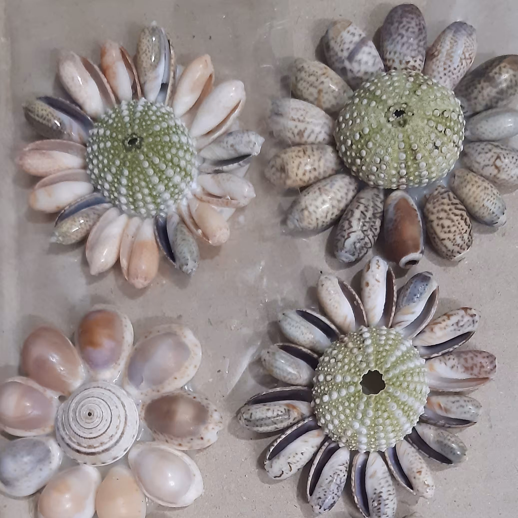 صدف پسته ای