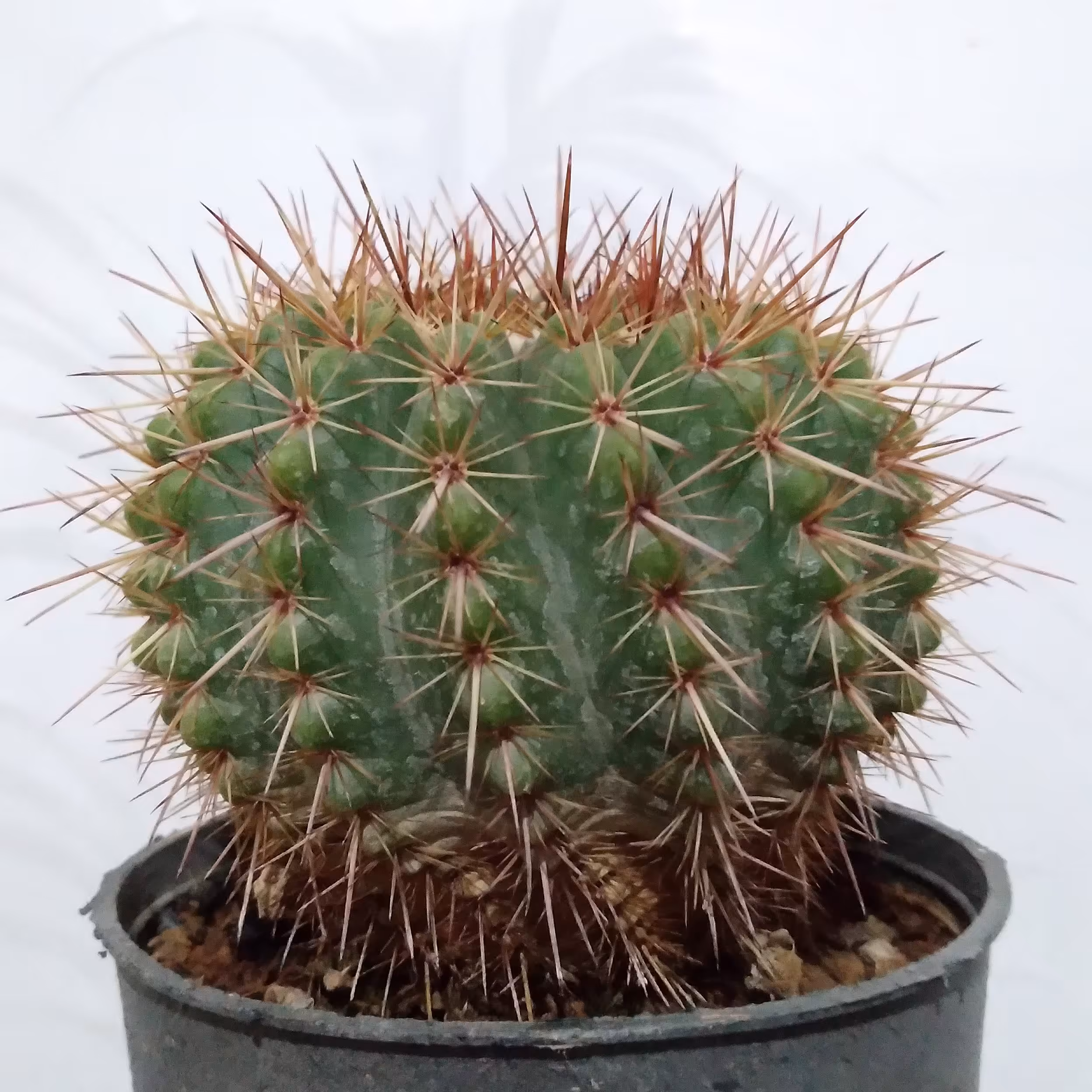 کاکتوس نوتو رسولوتوس گلدان ده