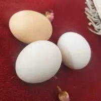 تخم مرغ محلی کاملا ارگانیک  خوش رنگ زعفرانی    شیش تایی در بسته بندی بهداشتی و مقاوم 