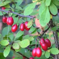 اسانس مایع خوراکی و طبیعی زرشک در بسته 100 گرمی برند آلمانی