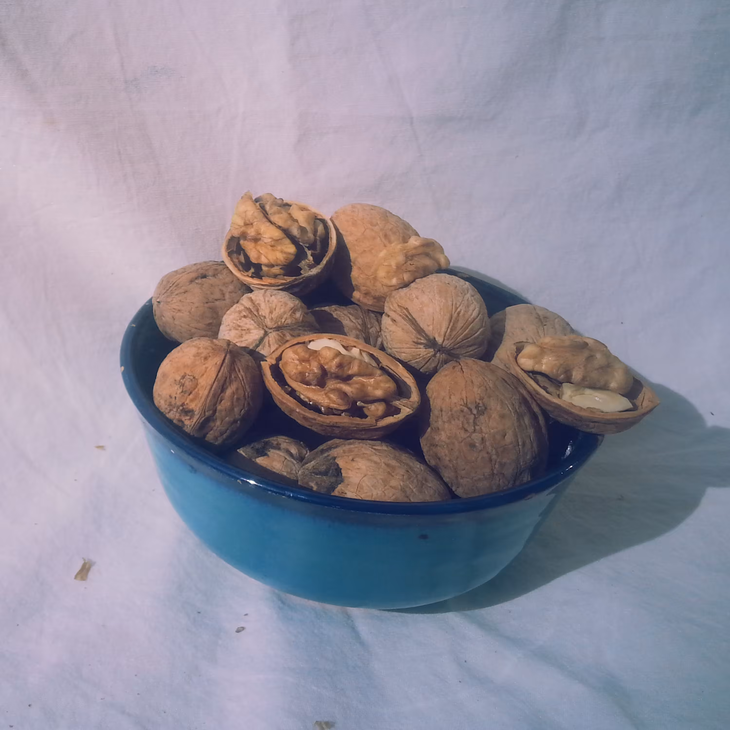 گردو کله قوچی و درشت پوست کاغذی