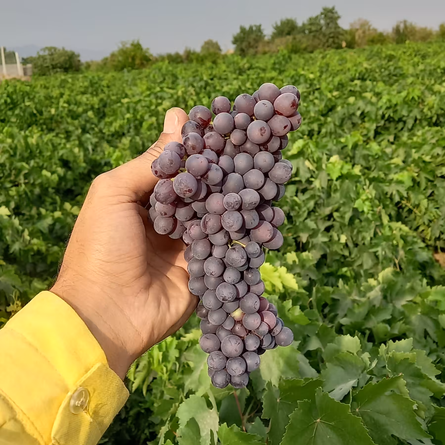 نهال گلدانی انگور یاقوتی قرمز تضمینی(تکی)