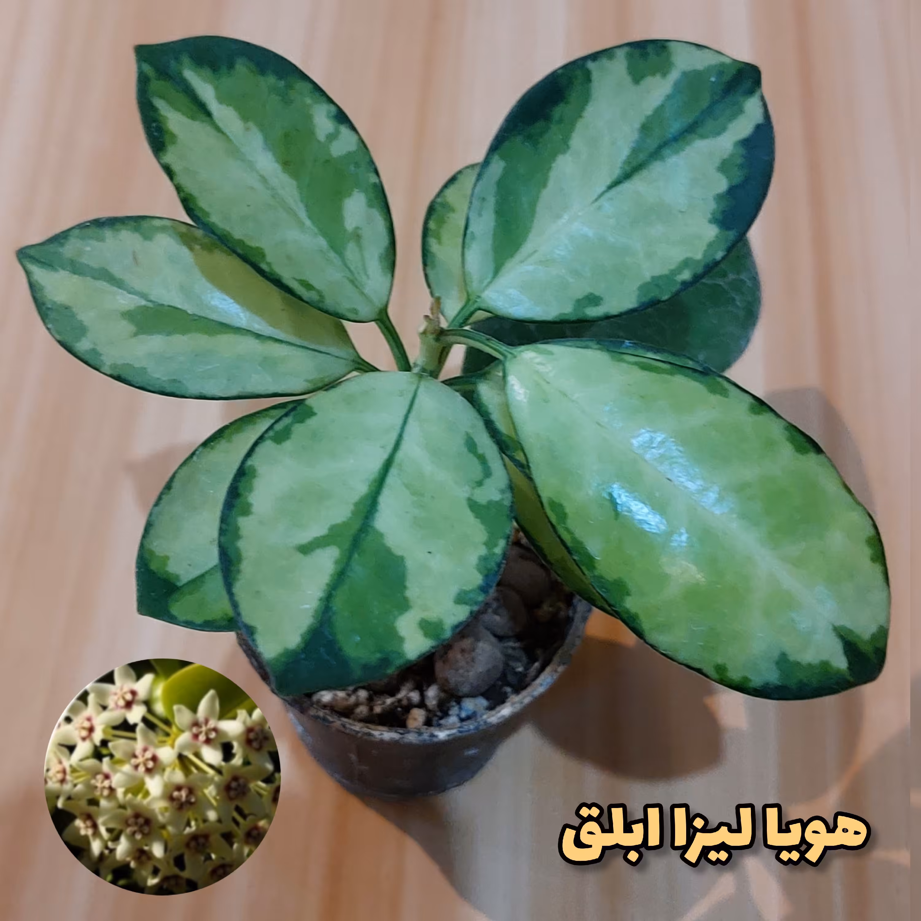 هویا لیزا ابلق گلدان سایز 6