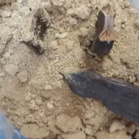 پودر میوه خرنوب  شیره خرنوب  رشد مو تغذیه خوراکی  ویتامین و املاح آهن 