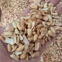 بادام  زمینی مخصوص کره گیری درجه یک،1کیلوگرمی، محصول سال 1403