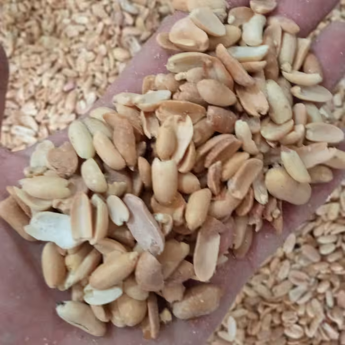 بادام  زمینی مخصوص کره گیری درجه یک،1کیلوگرمی، محصول سال 1403