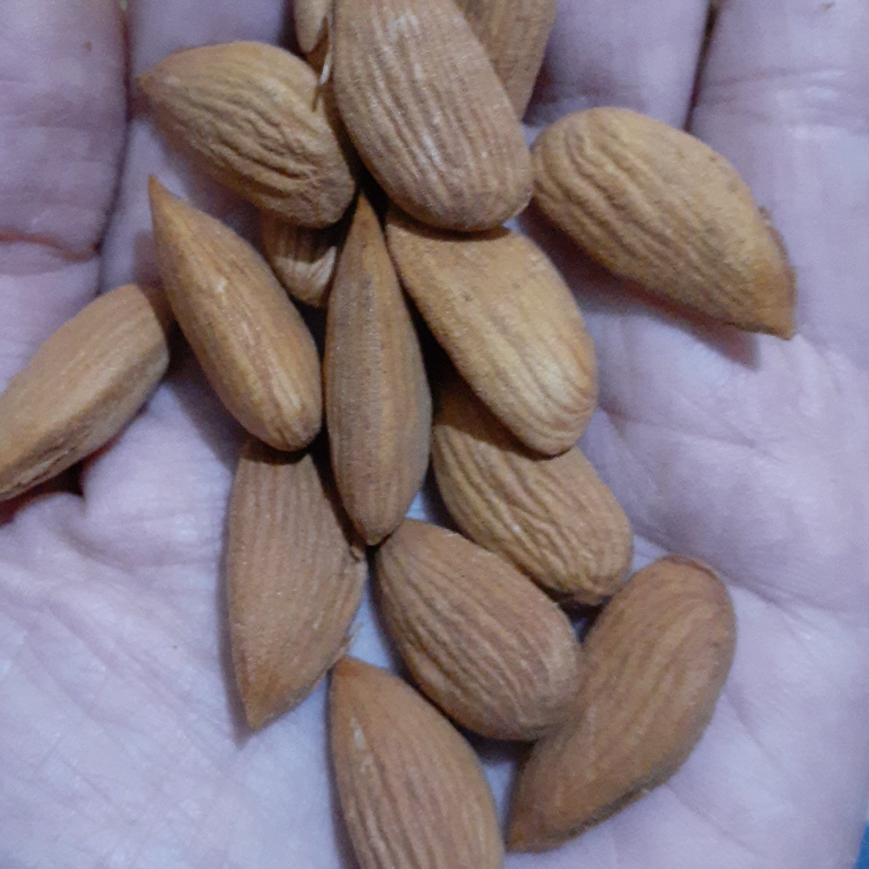 مغز بادام ایرانی 1 کیلویی تازه محصول امسال 1402