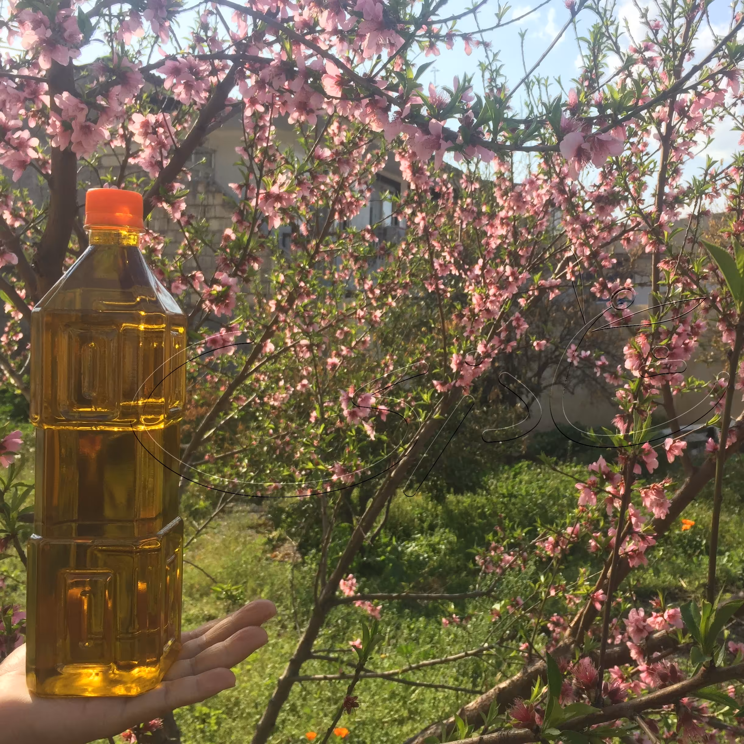 روغن زیتون بکر (دو لیتری)