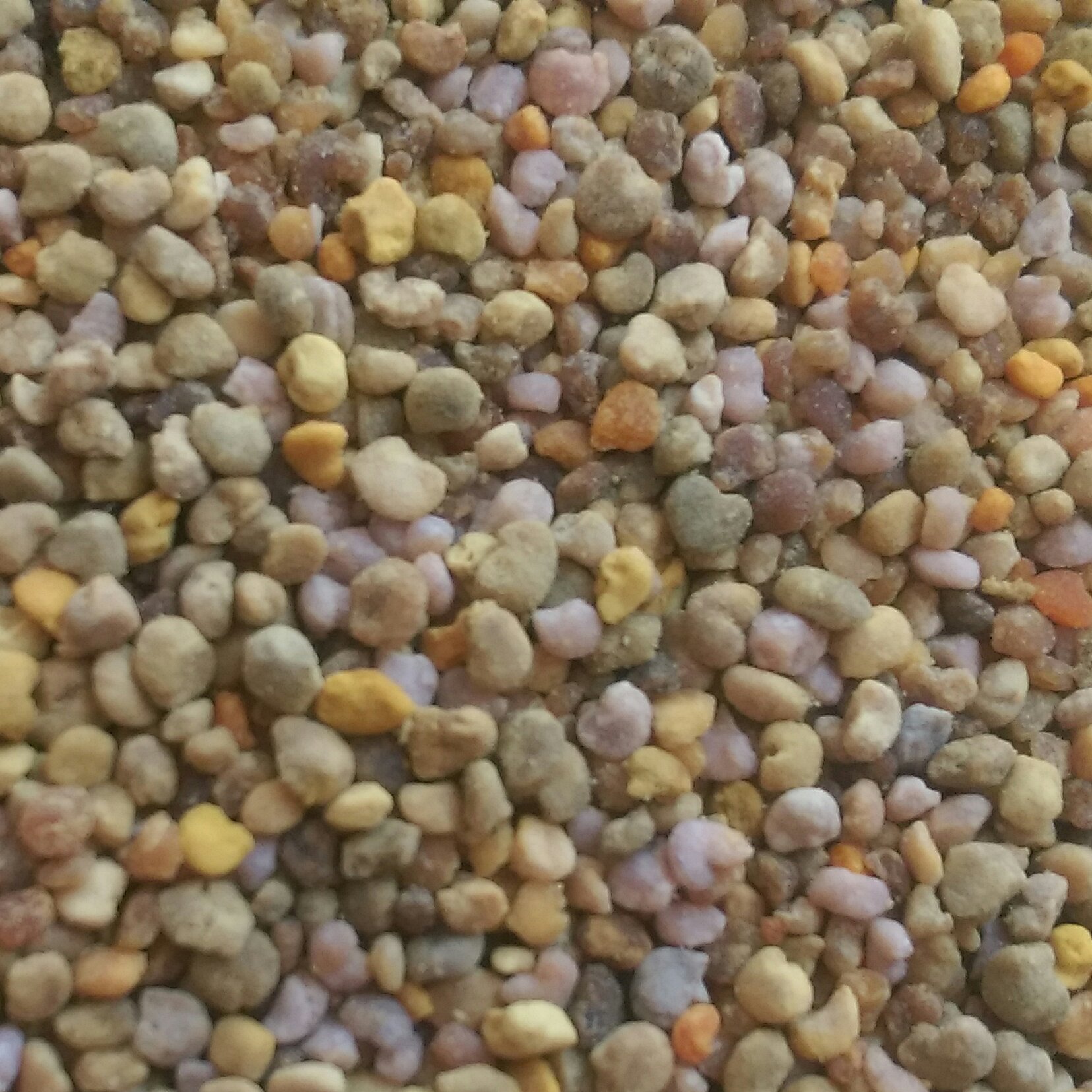 گرده گل کوهی کوردستان(700گرم)