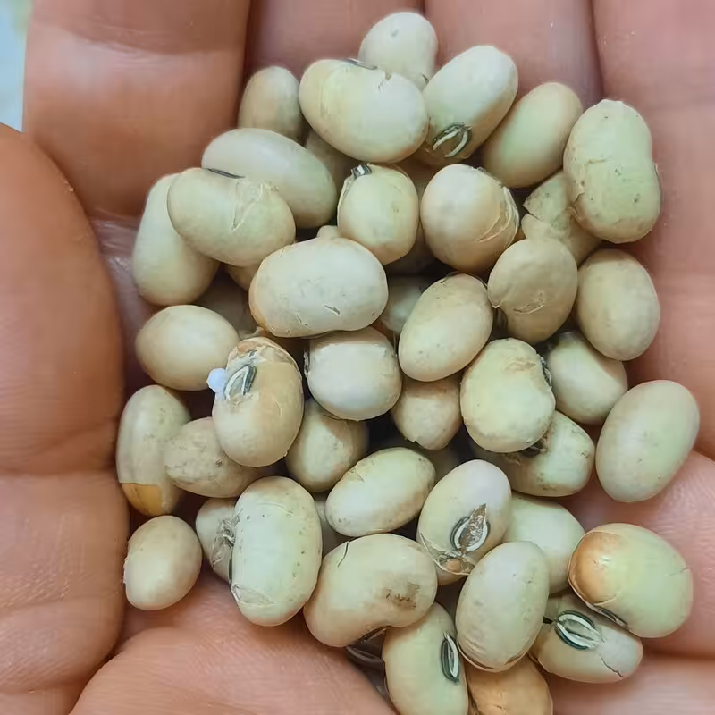 سویا آجیلی یا نخود روغنی (400 گرم)