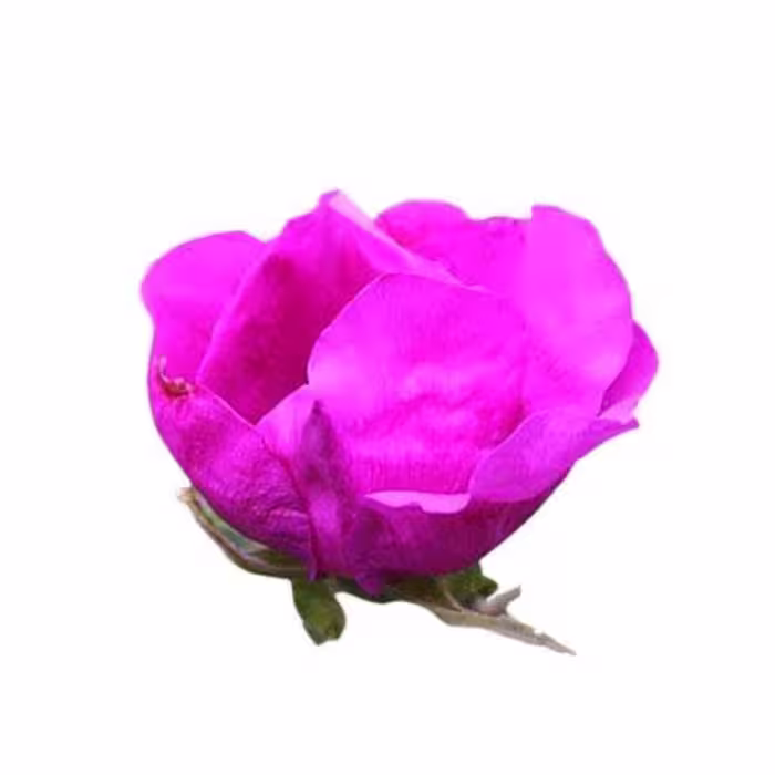 بذر رز راگوسا 5 عددی