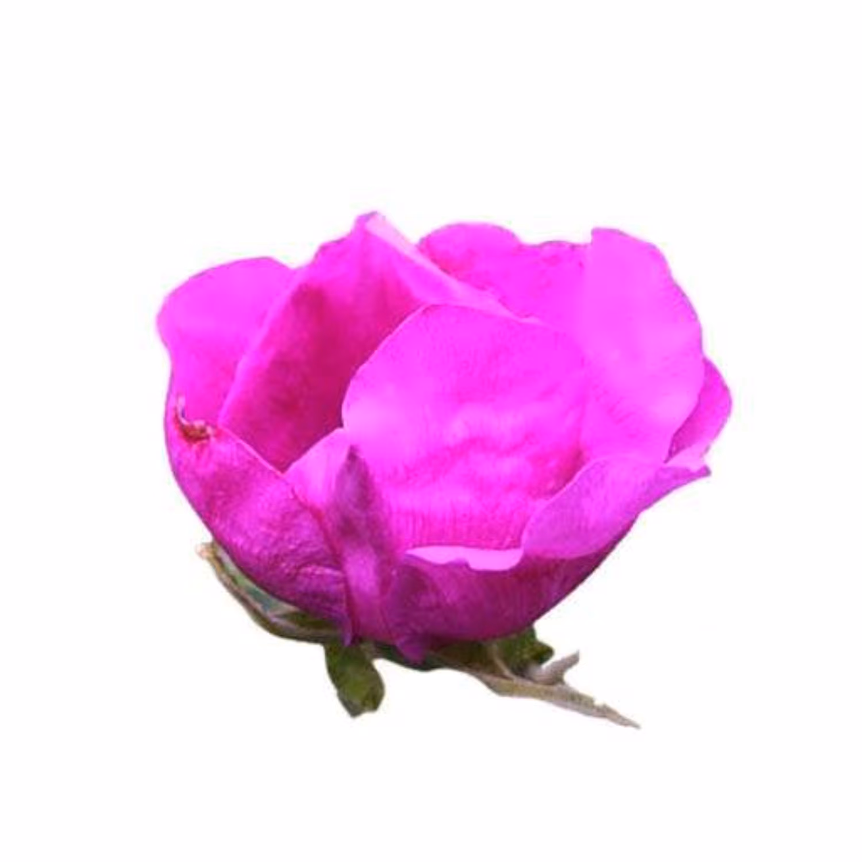 بذر رز راگوسا 5 عددی
