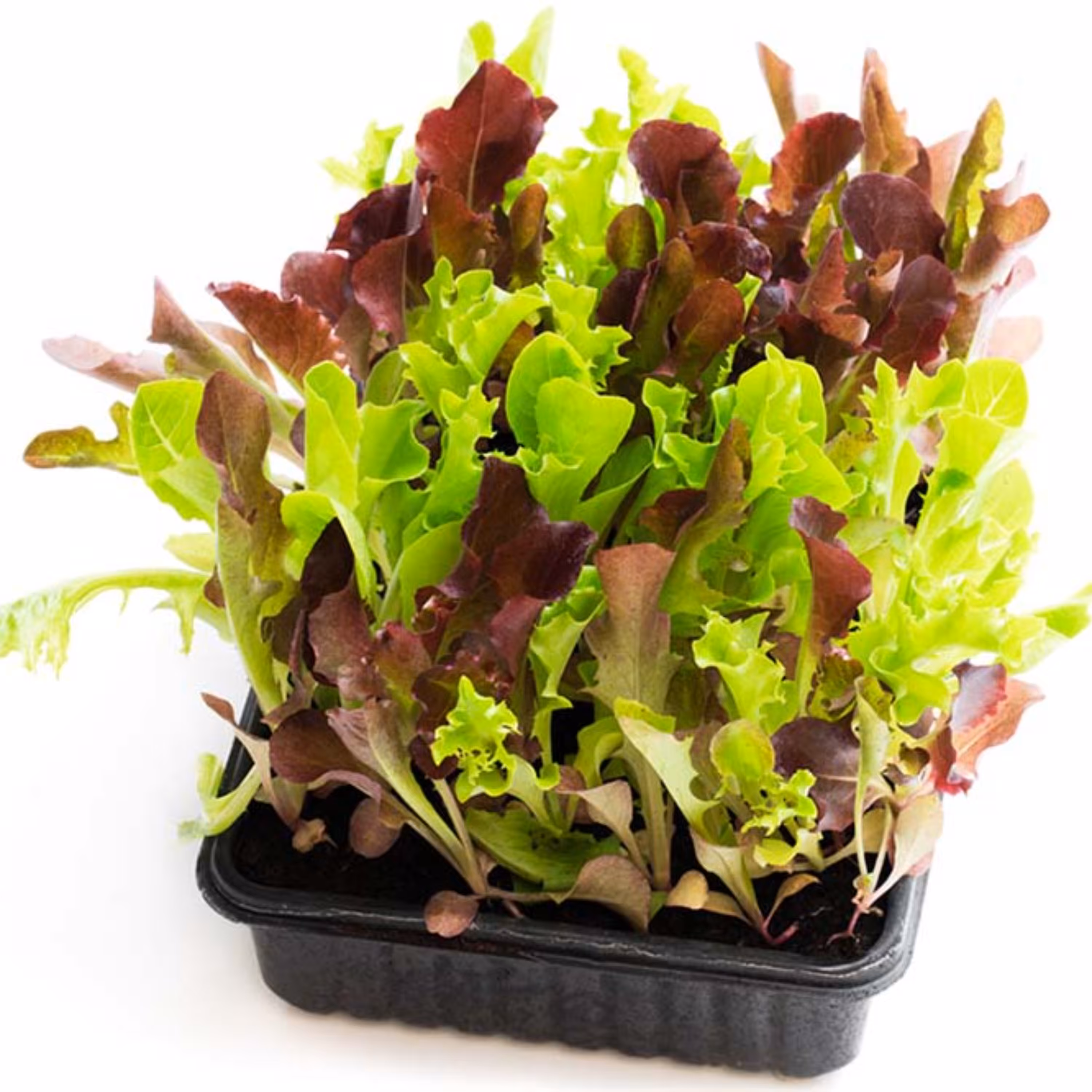 بذر بیبی کاهو میکس قرمز و سبز بسته 50 عددی