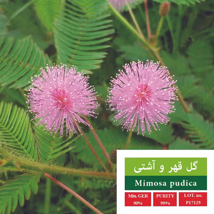 بذر گل قهر و آشتی - بذر طلایی رویان