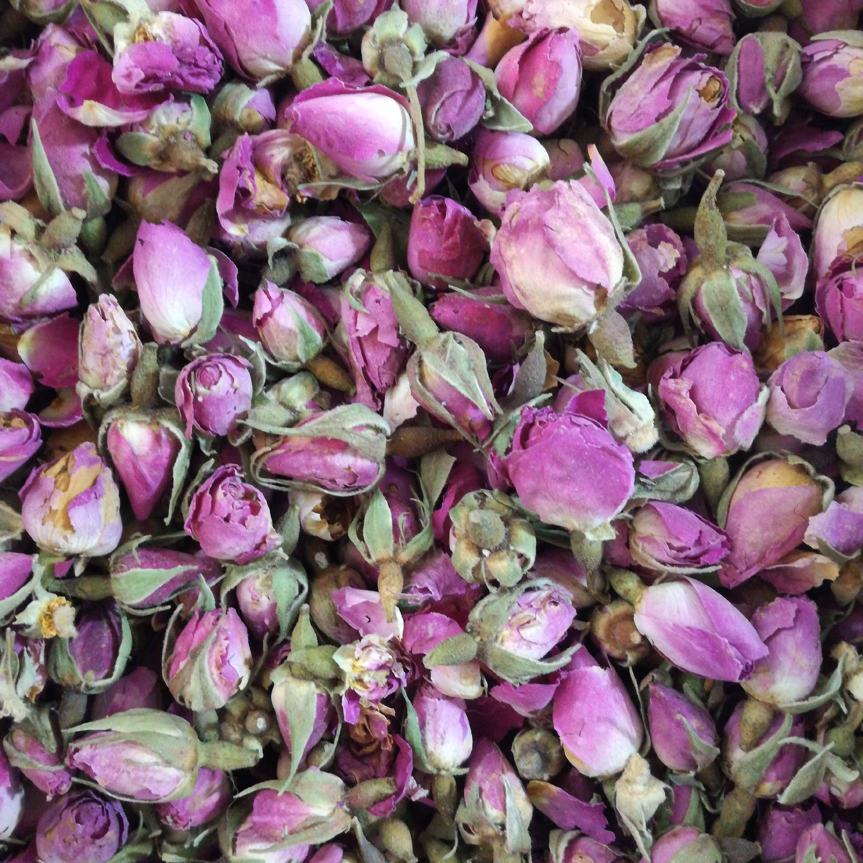 غنچه گل محمدی لاله زار کرمان اعلاء یک کیلویی