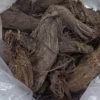 1000 گرم ریشه باباآدم باردان فیلگوش آراقیطون علف پیرزن پینه خاله 