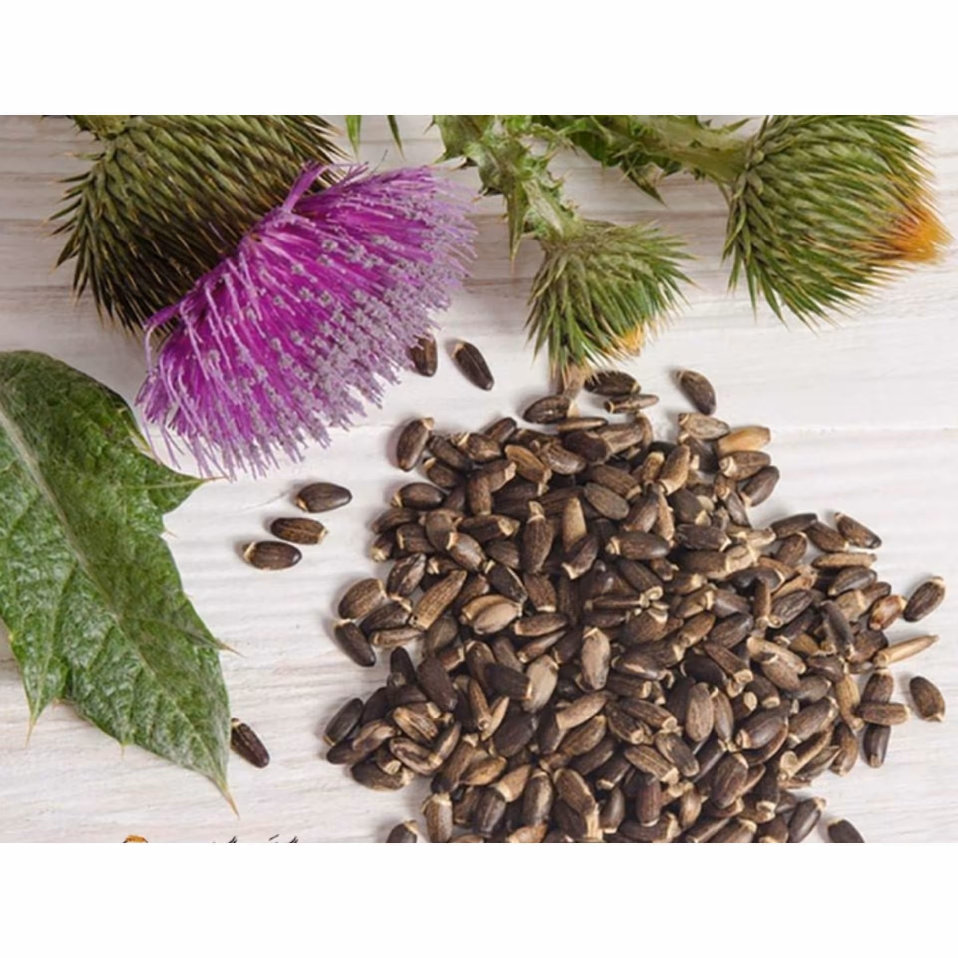 تخم خار مریم  100گرم 