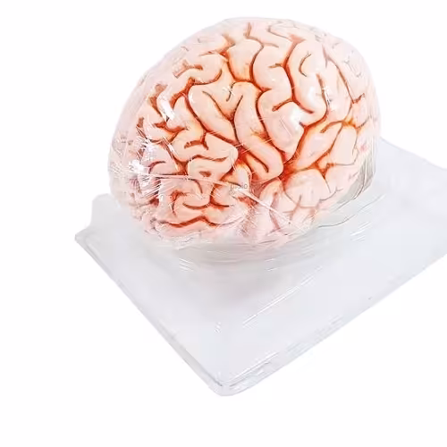 مولاژ آناتومی مغز انسان