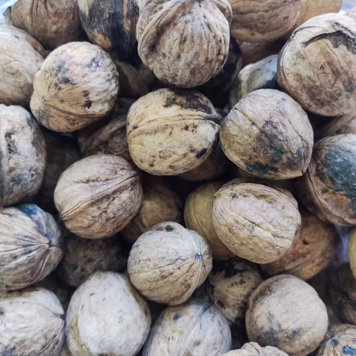 گردو پوست نازک پرچرب محلی ایرانی مغز سفید و قهوه ای مخلوط امساله تضمین کیفیت