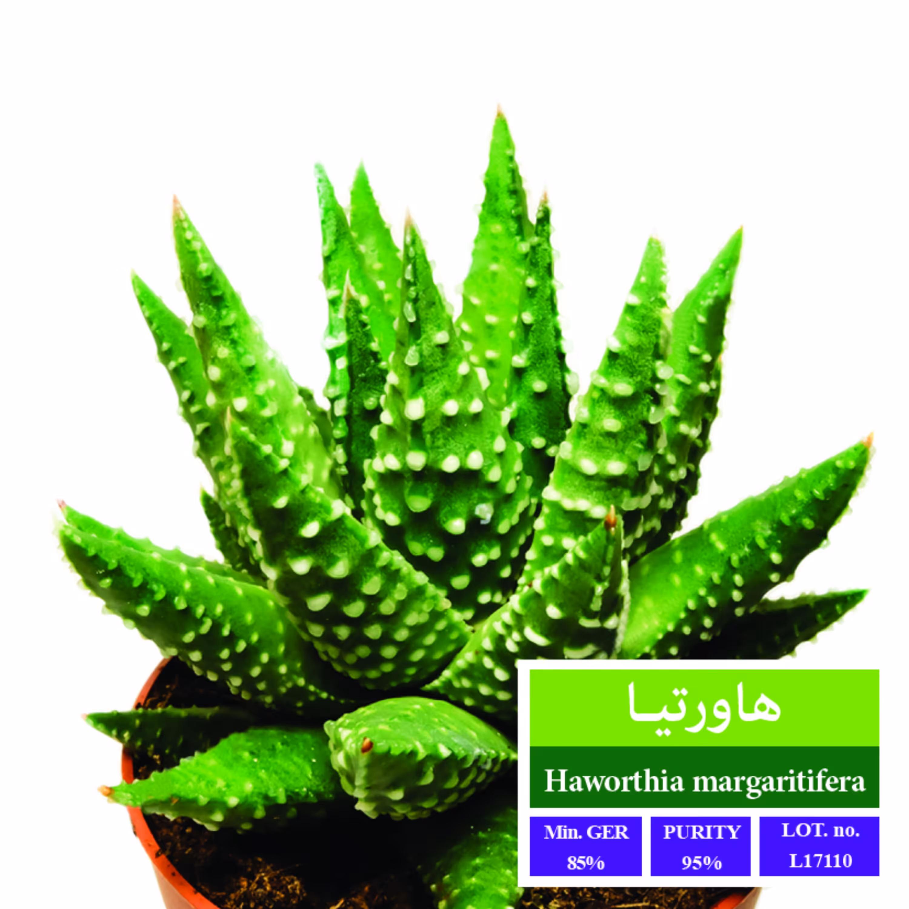 بذر کاکتوس هاورتیا بذر طلایی رویان 